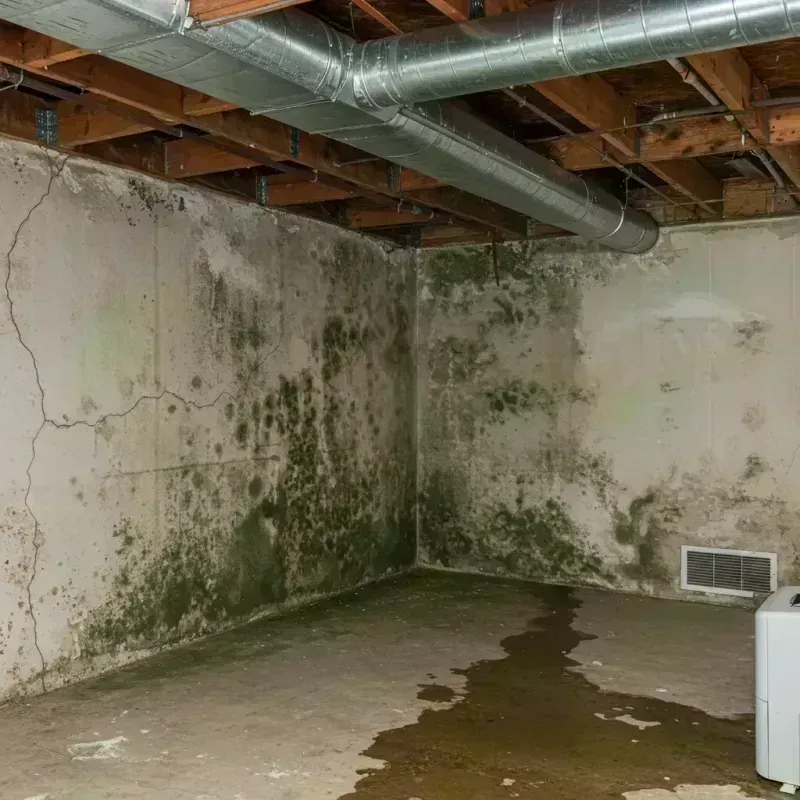 Professional Mold Removal in Byhalia, MS